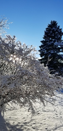 Last winter in northern Michigan
