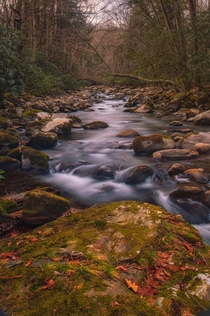 Late autumn along the Little Pigeon River - Great Smoky Mountains National Park 