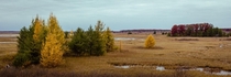Late fall tamaracks at Crex Meadows northwestern Wisconsin OC 