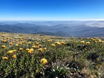 Late Summer alpine flowers Mt Bogong m Australia 