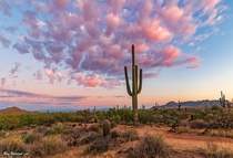 Later Afternoon Desert Landscape With Saguaro Cactus And Pinkish Clouds In Scottsdale AZ  IG swvisionsnow