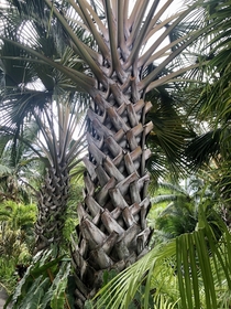 Latticework Gebang palm Corypha utam 