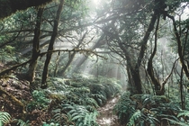 Laurel forest of Tenerife Island Spain 