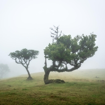 Laurisilva trees in the fog Madeira 