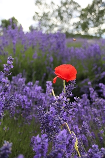Lavandula angustifolia aka English Lavender amp Papaver rhoeas aka Common Poppy