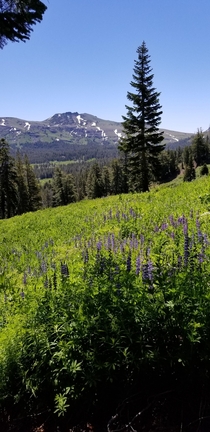 Lavender field near the Yosemite Wilderness Area 