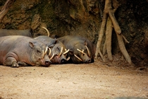 Lazy babirusas 