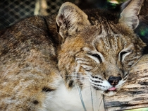 Lazy bobcat Lynx rufus at Wildlife Safari Park in Ashland NE 