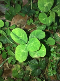 -Leaf Clover Trifolium repens 