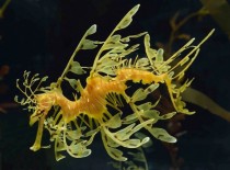 Leafy Sea Dragon Phycodurus eques