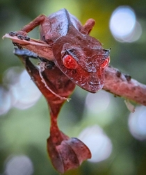 Leave-tailed Gecko