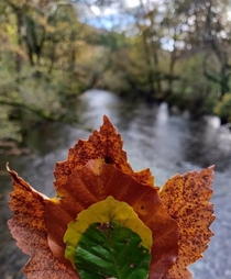 Leaves  Lake District UK