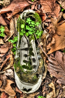 Left Shoe somewhere in the forest along the banks of the Mississippi River OC