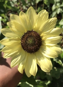 Lemon queen sunflower in my flower garden