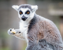 Lemur having a meal