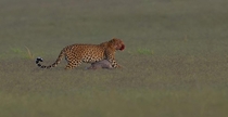 Leopard after a kill