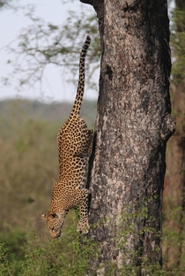 Leopard coming down a tree Photo credit to Owain McGuire