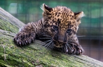 Leopard cub 