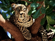Leopard in Tree Kenya 