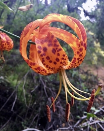 Leopard Lily Lilium paradalinum - My favorite wildflower in Southern California - Its a treat when you find them blooming in a shady little canyon 
