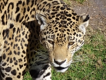 Leopard OC