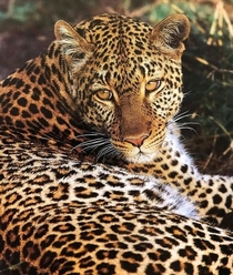 Leopard Panthera Pardus
