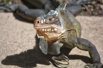 Lesser Antillean iguana Iguana delicatissima - 