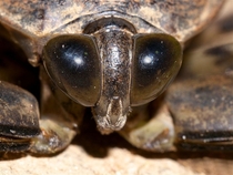 Lethocerus americanus - The Giant Water Bug