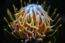 Leucospermum Catherinae The Wheel Flower