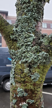 Lichen on a winter tree in Concord New Hampshire 