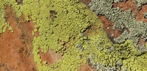 Lichen on red rock sandstone in Colorado Springs CO 