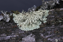 Lichens are composite organisms consisting of a fungus the mycobiont and a photosynthetic partner the photobiont or phycobiont growing together in a symbiotic relationship 