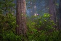 Life - a moment in the Redwoods 