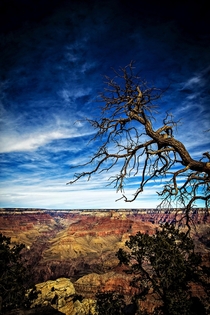 Life is Gnarly  Grand Canyon Arizona USA - South Rim 
