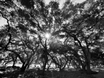 Light bursting through a California Live Oak Quercus agrifolia grove  x  