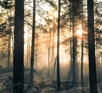 Light in the mist Tiveden National Park Sweden 