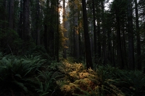 Light in the redwoods near Crescent City CA 