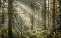 Light rays in Little Wittenham Wood England UK 