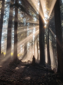 Light rays in the Okanogan-Wenatchee National Forest WA 