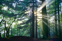 Light Rays though the Forest - Mt Tamalpais California 