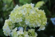 Light Yellow Hydrangea with a Touch of Blue 