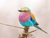 Lilac-breasted Roller 