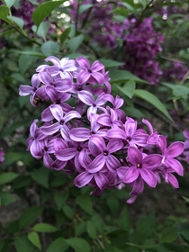 Lilac - Syringa - OC