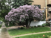 Lilac syringa vulgaris in Alberta