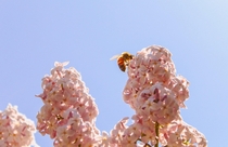 Lilacs and Honeybees Halton Hills ON