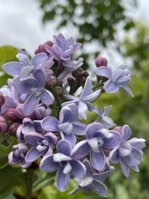 Lilacs are starting to bloom