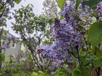 Lilacs from Rochester NY