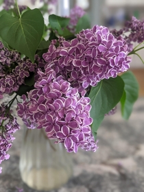 Lilacs from the garden My most favorite color
