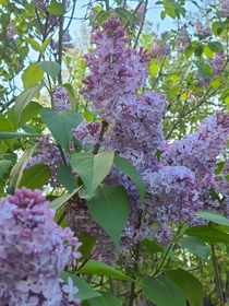 Lilacs in Backyard
