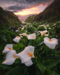 Lilies on the coastline of California USA 